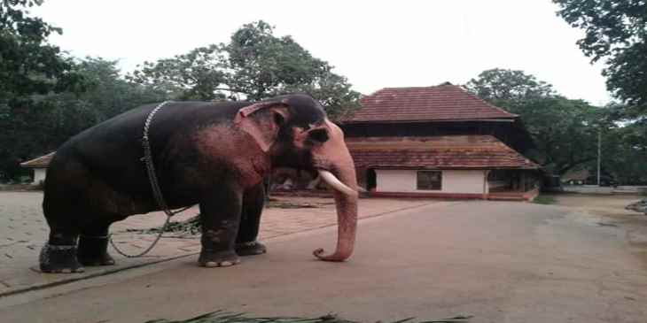 thrissur, elephant