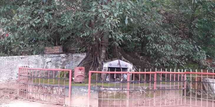 wayanad,tree,karinthandan,history