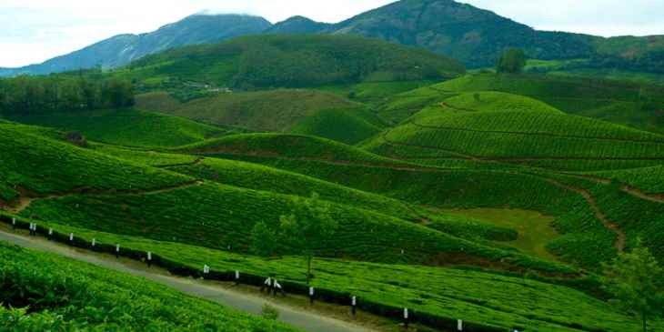 idukki, hill station, scenic, tea plantations